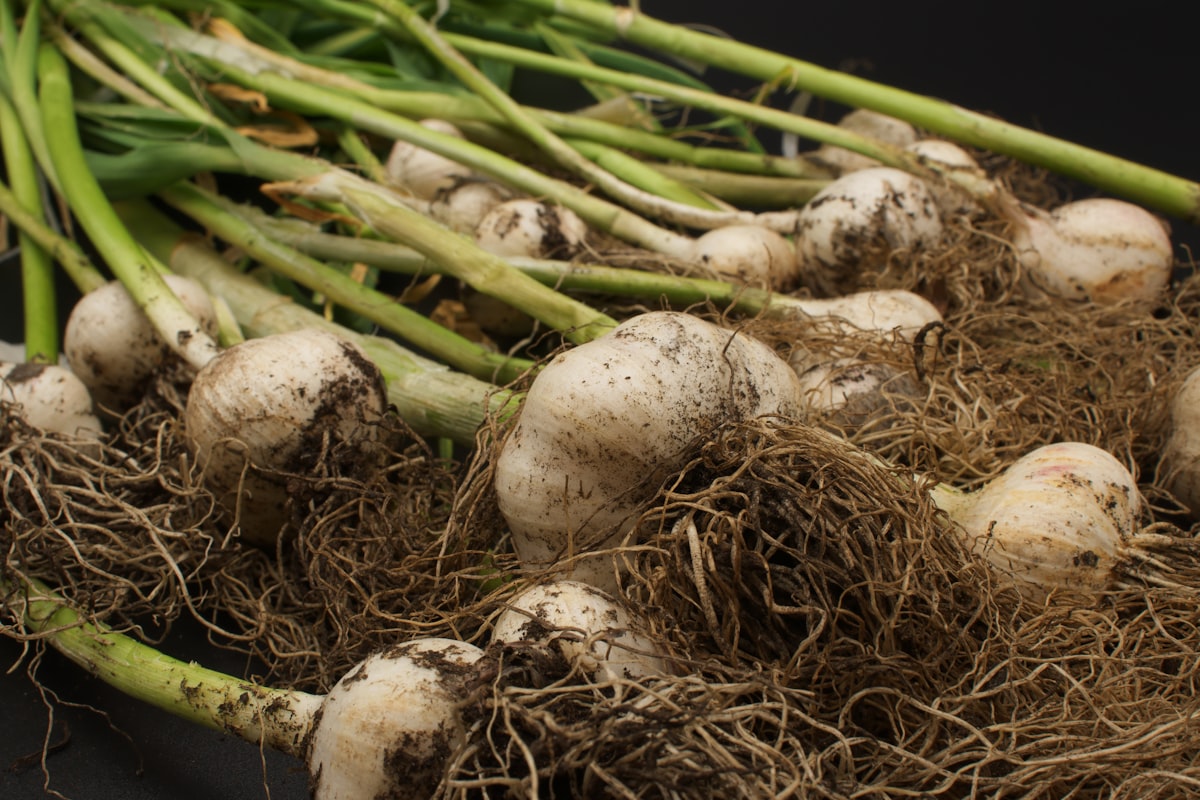 Aglio Nero Fermentato